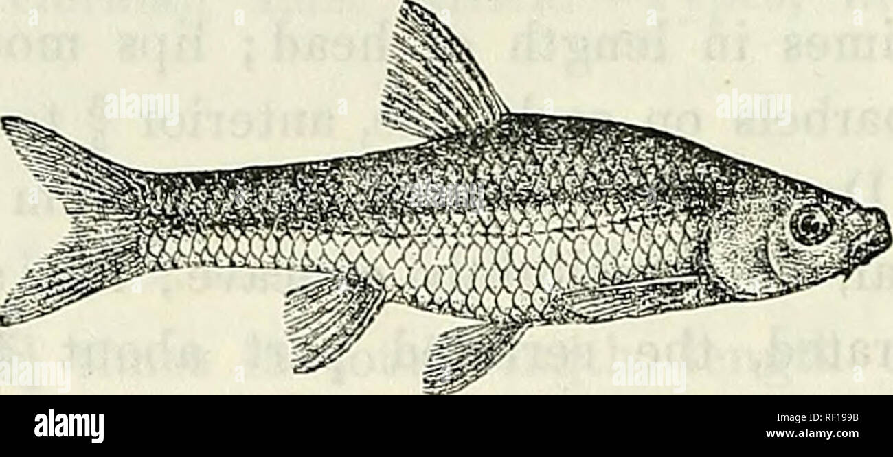 . Catalogue of the fresh-water fishes of Africa in the British Museum (Natural History). British Museum (Natural History); Fishes; Freshwater animals. 120 CYPKINIDJE. 107. BARBUS THIKENSIS. Bonleng. Proc. Zool. Soc. 1905, i. p. 63, pi. vii. fig. 2. Depth of body equal to length of head, 3J to of times in total length. Snout rounded, as long as eye, which is 3 J to 4 times in length of head ; interorbital width 2 to 2-| times in length of head ; mouth small, Fig. 96.. Burbus thikensis. Type (P. Z. S. 1905). terminal; lips feebly developed ; two barbels on each side, anterior f diameter of eye, Stock Photo