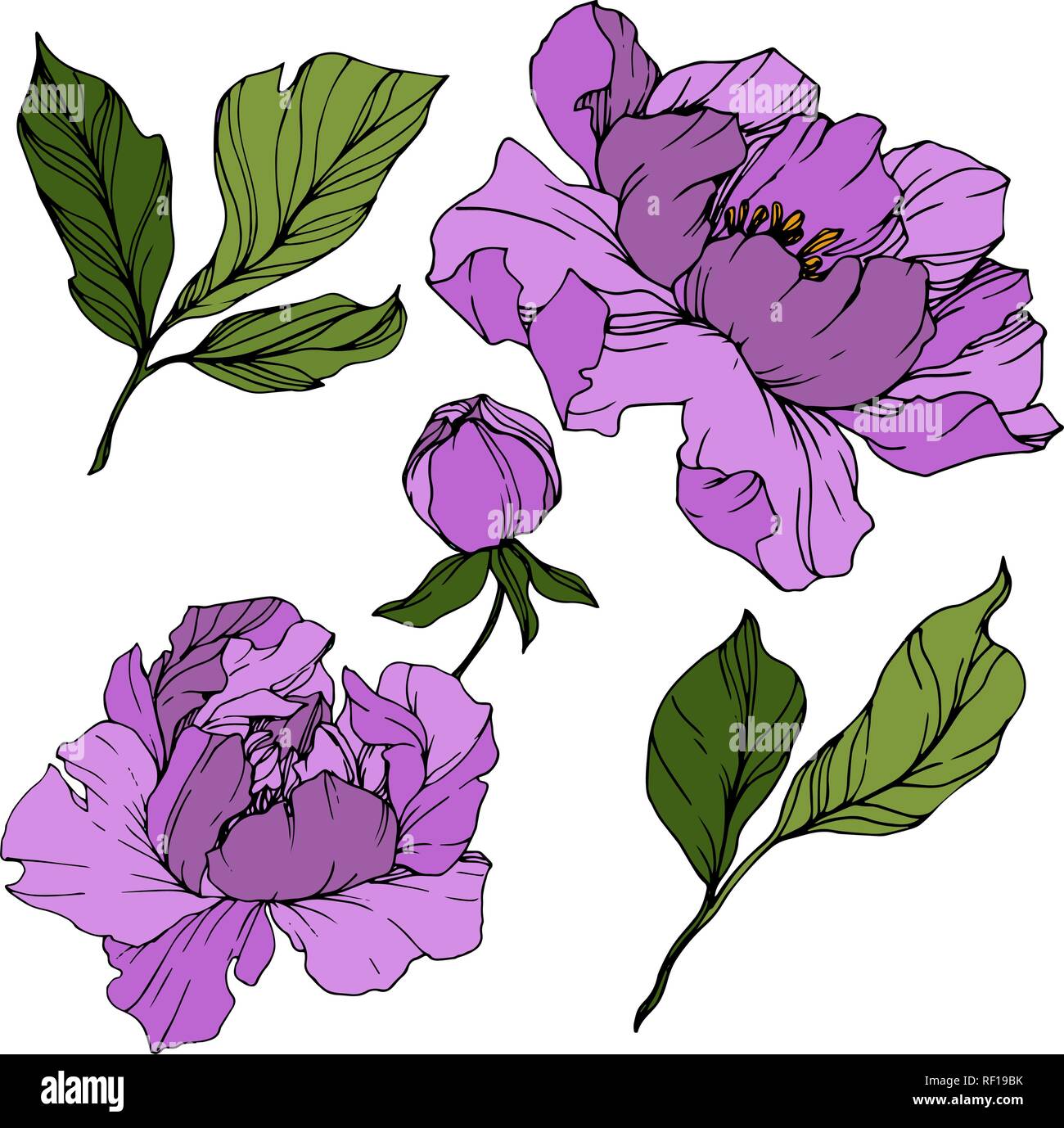 Purple peony Stock Vector Images - Alamy