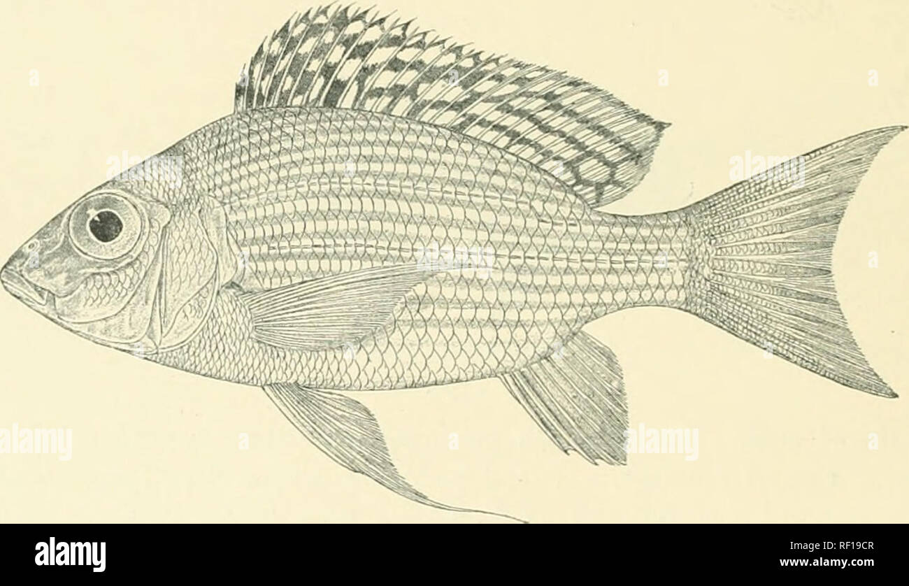 . Catalogue of the fresh-water fishes of Africa in the British Museum. Freshwater fishes. .|)Ui:m)a. i).. III. Add :-^ 5-0. Â¥â . 1.1. PELMATOCHROMIS, st.lr. â &gt;. I'KLMAT()(1I1;().M1S .IKXTIXKI, Si&lt;lr. N. iSlua-bo district, iSieiru J^'uiie. ]S'. V. Tluunas, Es(|. (P. 2a. PELMATOCHROMIS LXTEIIMEDIUS, q.. u. Depth of body 2f to o times in total ]en&lt;;th, leiiijtli of head 3 times. Head twice as long as broad ; snont round(;d, witli convex ujjper profile, as long as broad, as long as eye, which is o times in length of head and pqiuds or a little exceeds intcrorbital width or ju'tBorb Stock Photo