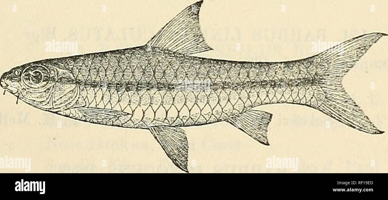 . Catalogue of the fresh-water fishes of Africa in the British Museum (Natural History). British Museum (Natural History); Fishes; Freshwater animals. CYPK1XID.E. 2(35 dark base often more marked on the scales of the lateral line, which may be further obscured by black dots, forming an ill-defined dark lateral band ; fins greyish. Total length 75 millim. Gold Coast, Sierra Leone. 1-6. Types. Near Dunkwa, Gold Coast. 7-9. Types. R. Paraniie, â 10-11. Ad. N. Sherbo District, Sierra Leone. Very closely allied to B. ablabes. Dr. H. G. F. Spurrell (P.;. N. W. Thomas, Esq. (P.). 1516. BARBUS MAOROPS Stock Photo