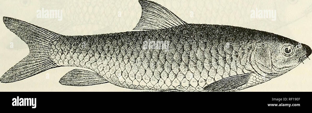 . Catalogue of the fresh-water fishes of Africa in the British Museum (Natural History). British Museum (Natural History); Fishes; Freshwater animals. 1. One of the types. Barbus caudoviUatas. Type (A. M. C). f, Banzyville. flapt. Royaux (C). 82. BARBUS RHODESIANUS. Bouleng. Proc. Zool. Soc. 1902, ii. p. 14, pi. ii. fig. 2, and Mem. Manchest. Philos. Soc. Ii. 1907, no. 12, p. 2. Depth of body 31 to 3§ times in total length, length of head 4 to 4§- times. Snout rounded, £ length of head; eye 3|- to 4^ times in length Fig. 74.. ^*k^MMm Barbus rJiodesianus. Type (P. Z. S. 1902). L of head, intero Stock Photo