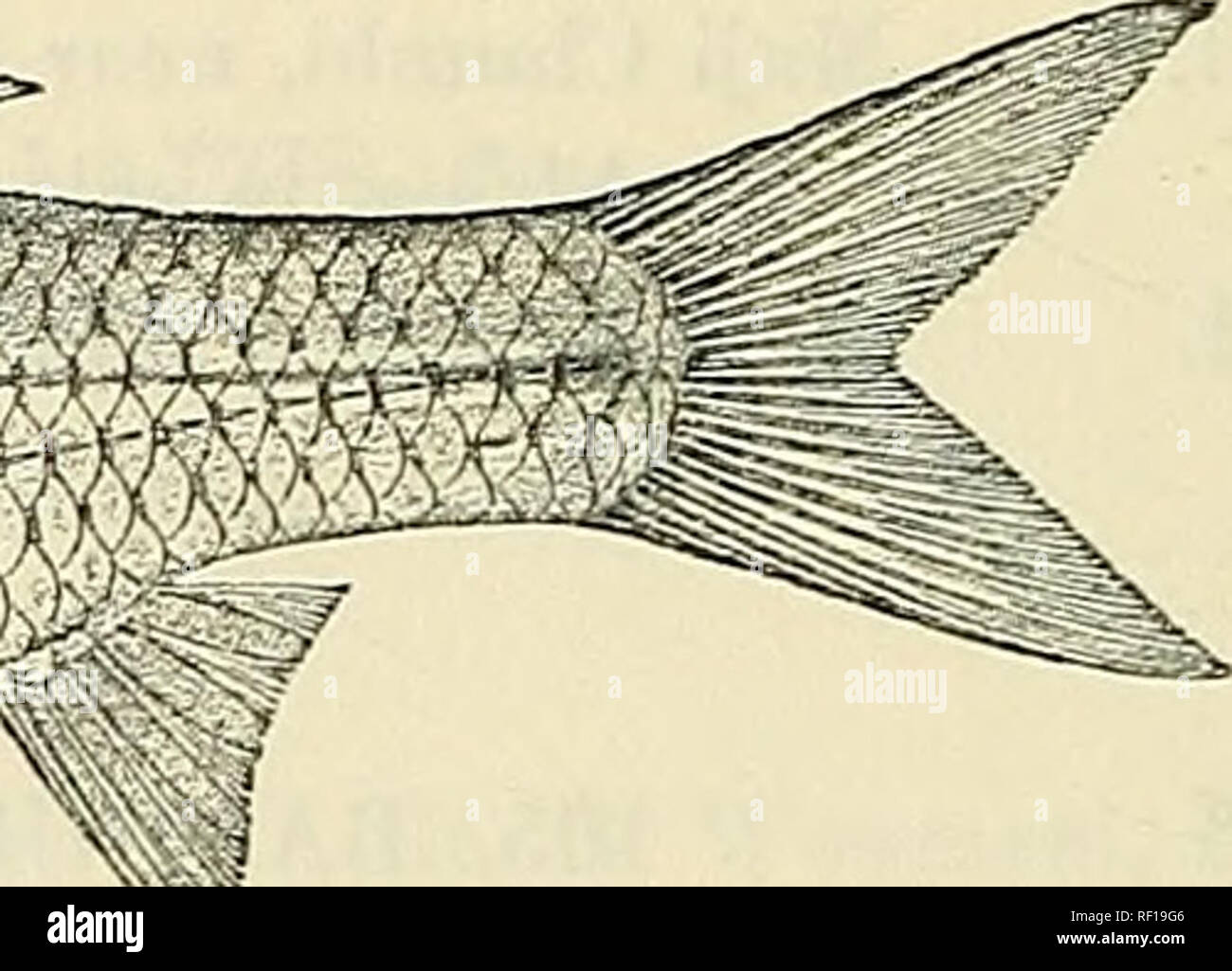 . Catalogue of the fresh-water fishes of Africa in the British Museum (Natural History). British Museum (Natural History); Fishes; Freshwater animals. 1 wmmH&amp;m^Mmm^. Barbtis Jiamiltonii, Type (Ann. S. Afr. Mus.). §. 106 b. BARBUS BROOKINGII. Gilchrist &amp; Thompson, 1. c. fig. Depth of body 3| times in total length, length of head 4 times. Snout blunt, 3f times in length of head ; eye 4^ times in length of head, interorbital width 3 J times; mouth small, subinferior, its width 3f times in length of head; lips thick, lower cleft in centre and jaw sharp-edged ; two barbels on each side, ant Stock Photo