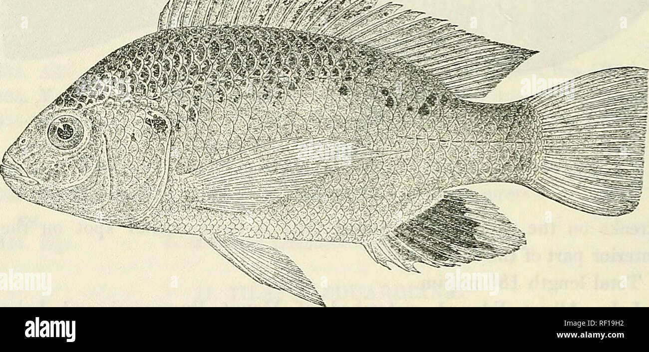 . Catalogue of the fresh-water fishes of Africa in the British Museum (Natural History). British Museum (Natural History); Fishes; Freshwater animals. 168 CICHLID.E. convex upper profile, much broader than long (1J to If),  to § post- ocular part of head; eye '6 (young) to 6J times in length of head,  (young) to 3 times in interorbital width, equal to or a little less than pr;eorbital depth ; mouth rather small,  to § width of head, extending to between nostril and eye ; teeth in 4 to 8 series, 50 (young) to 120 in outer series of upper jaw ; 2 or 3 series of scales on the cheek, width of Stock Photo