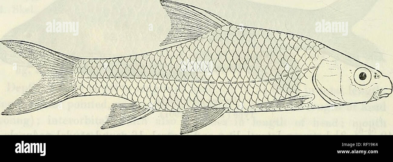 . Catalogue of the fresh-water fishes of Africa in the British Museum (Natural History). British Museum (Natural History); Fishes; Freshwater animals. 78 CYPRTNID-*:. 63. BARBUS ELEPHANTIS. Bouleng. Proc. Zool. Soc. 1907, p. 310, fig. Depth of body equal to length of head, 4 times iu total length. Snout rounded, 3 times in length of head; eye 4 times in length of head, interorbital width 2-f times; mouth inferior, feebly curved, its width 0-5- times in length of head, lower jaw with a sharp edge; lower lip restricted to the sides; two barbels on each side, anterior -| diameter of eye, posterio Stock Photo