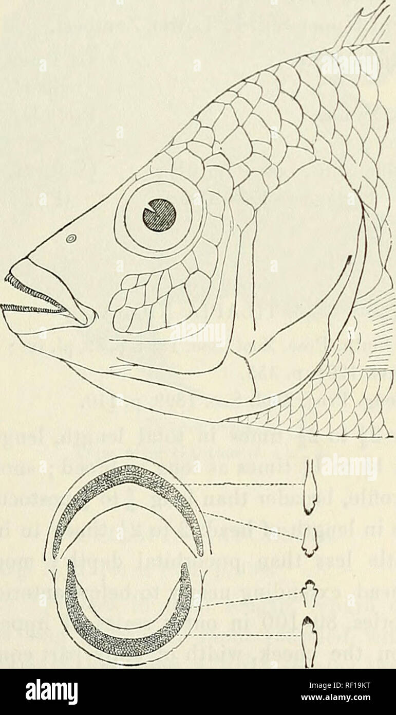 . Catalogue of the fresh-water fishes of Africa in the British Museum (Natural History). British Museum (Natural History); Fishes; Freshwater animals. TILAPIA. 151 2. TILAPIA SHIRANA. Oreochromis shiranus, Bouleng. Proc. Zool. Soc. 1896, p. 916, fig. ; Pellegr. Mem. Soc. Zool. France, xvi. 1904, p. 355. Tilapia shirana, Bouleng. Tr. Zool. Soc. xv. 1898, p. 4, and Proc. Zool. Soc. 1899, p. 111. Depth of body 2 to 2f times in total length, length of head 3 times. Head If to If times as long as broad ; snout rounded, with straight or Pig. 98.. Head of Tilapia shirana. Type (P. Z. S. 1896). slight Stock Photo