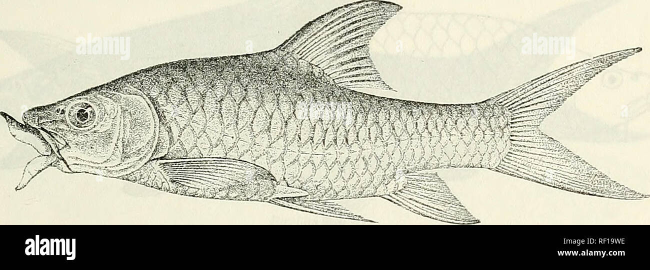 . Catalogue of the fresh-water fishes of Africa in the British Museum (Natural History). British Museum (Natural History); Fishes; Freshwater animals. BARBUS. 55 35. BARBUS LABIATUS. Barbus {Labeolarbus) labiatus, Bouleng. Proc. Zo.,1. Soc. 1902, ii. P. 223, pi. xvii. fig. 1. Depth of body a little greater than length, of head, 3£ times m total length Snout obtusely pointed, not projecting beyond mouth, 3 times in length of head; eye 5* times in length of head, interorbital width n times- width of mouth 4 times in length of head ; lips extremely developed, each produced into a long triangular  Stock Photo