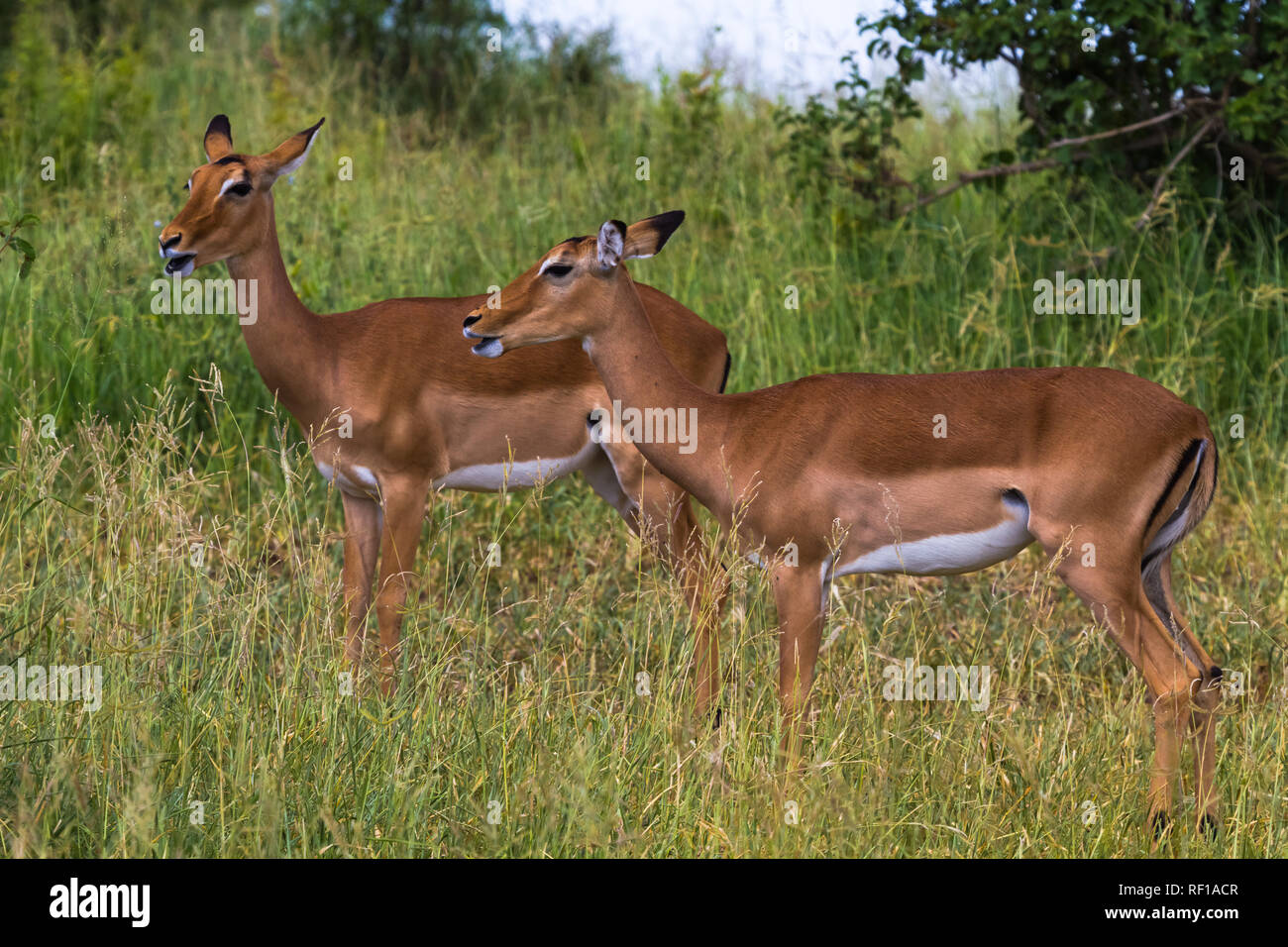 Antilopes hi-res stock photography and images - Page 2 - Alamy