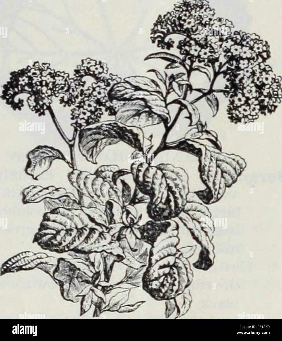 Catalogue Of Dutch Bulbs And Other Flowering Roots Also Seeds