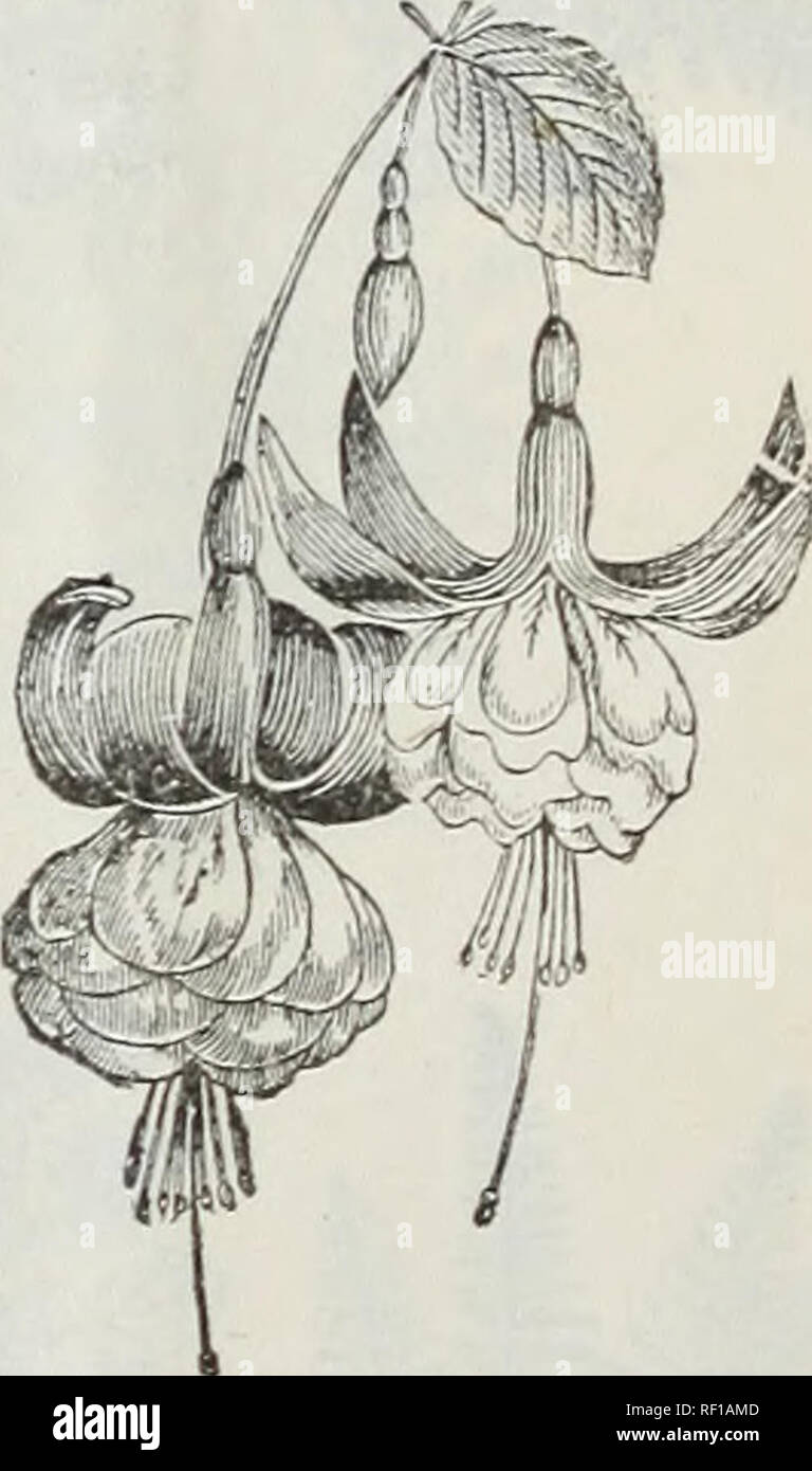 Catalogue Of Dutch Bulbs And Other Flowering Roots Also Seeds