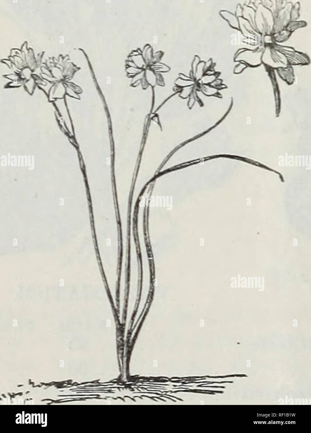 Catalogue Of Dutch Bulbs And Other Flowering Roots Also Seeds