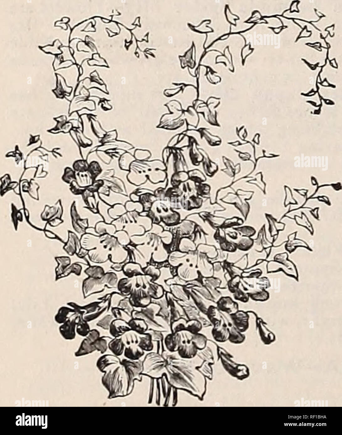 . [Catalogue of] Cottage Rose Garden, 1889. Nursery stock Ohio Catalogs; Flowers Catalogs. One of the most charming of spring flowering plants, producing m profusion its delicate bell-shaped delightfully fragrant white flowers. It will thrive in any common soil, and will do well in shady situations where fevv other plants will succeed. lo cents each; 60 cents per dozen. See cut. LOPEZIA ROSEA. Fine growing, red flowering plant, blooming continually from November to April. 10 cents. Alba—Same as above, white flowering. 10 cents. LOPHOSPERMUM SCANDENS. A handsome summer cUmbing plant of rapid gr Stock Photo