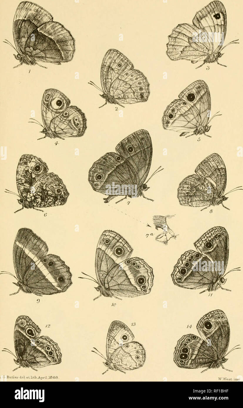 . Catalogue of diurnal Lepidoptera of the family SatyridÃ¦ in the collection of the British museum. Satyridae. ri in.. A fl.Butlerdfl ethtJi.Ain-il.lS / Myctiiesis su^a BuUei 2-. ,, valyai-is ,, .3. F,p'inef&gt;hele paUesopnsi' , 4-. Mycctlesui Jjaictaa^ â 5 ,7 Feidefi ,^ G. ,j cLoufiA^jruda. ,j 7 â â â SeritperL ,. 8. Ar&lt;-&lt;A /csis aiKjuivsa, HxUlei- 9 . 10. , ;; . n. .'. 13 . 1 , Madjico^u , (e,t/uopti fj'aii'r'iui 14 . â itLLd.s(u-ifia. Please note that these images are extracted from scanned page images that may have been digitally enhanced for readability - coloration and appearanc Stock Photo