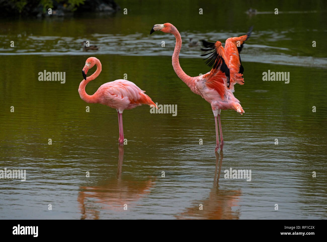 American flamingos (Phoenicopterus ruber), Isabela Island, Galapagos Islands, Ecuador Stock Photo