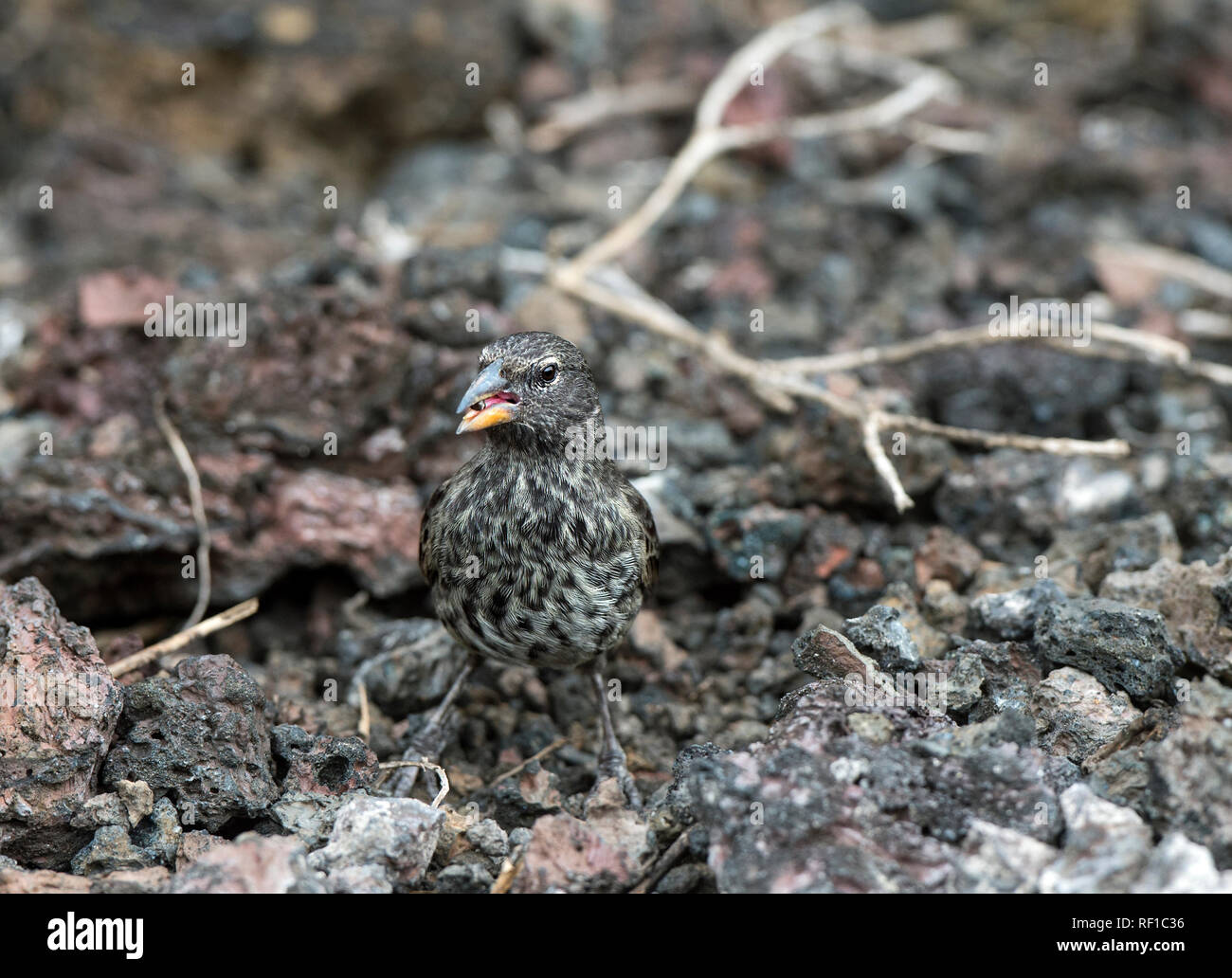 Darwin finch Medium Ground Finch (Geospiza fortis), Isabela Island, Galapagos Islands, Ecuador Stock Photo