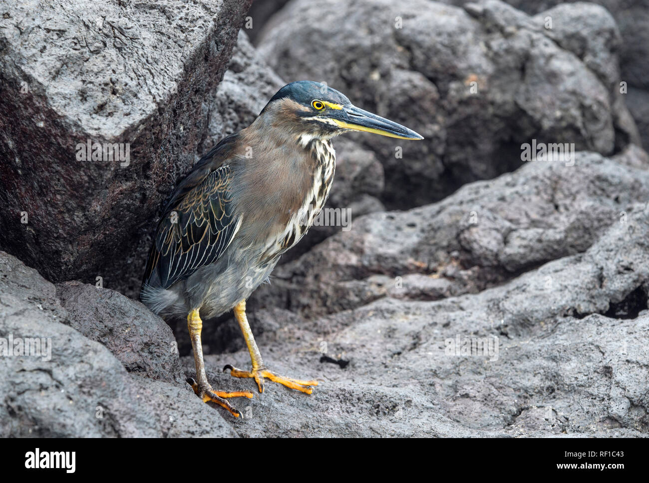Striated heron (Butorides striatus), Floreana  Island, Galapagos Islands, Ecuador Stock Photo