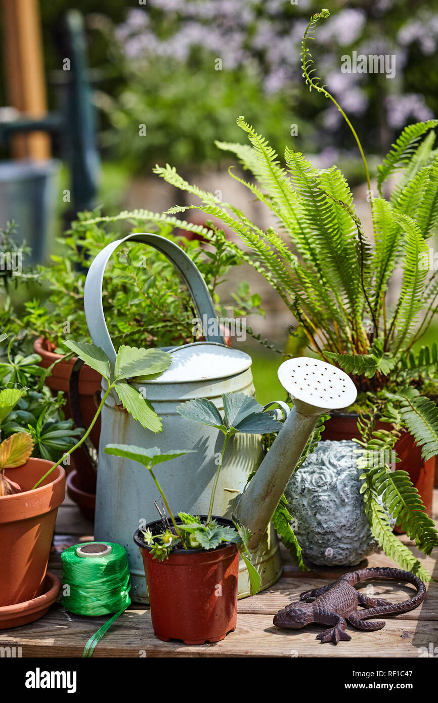 Old galvanised watering can with potted plants, balls of twine and a