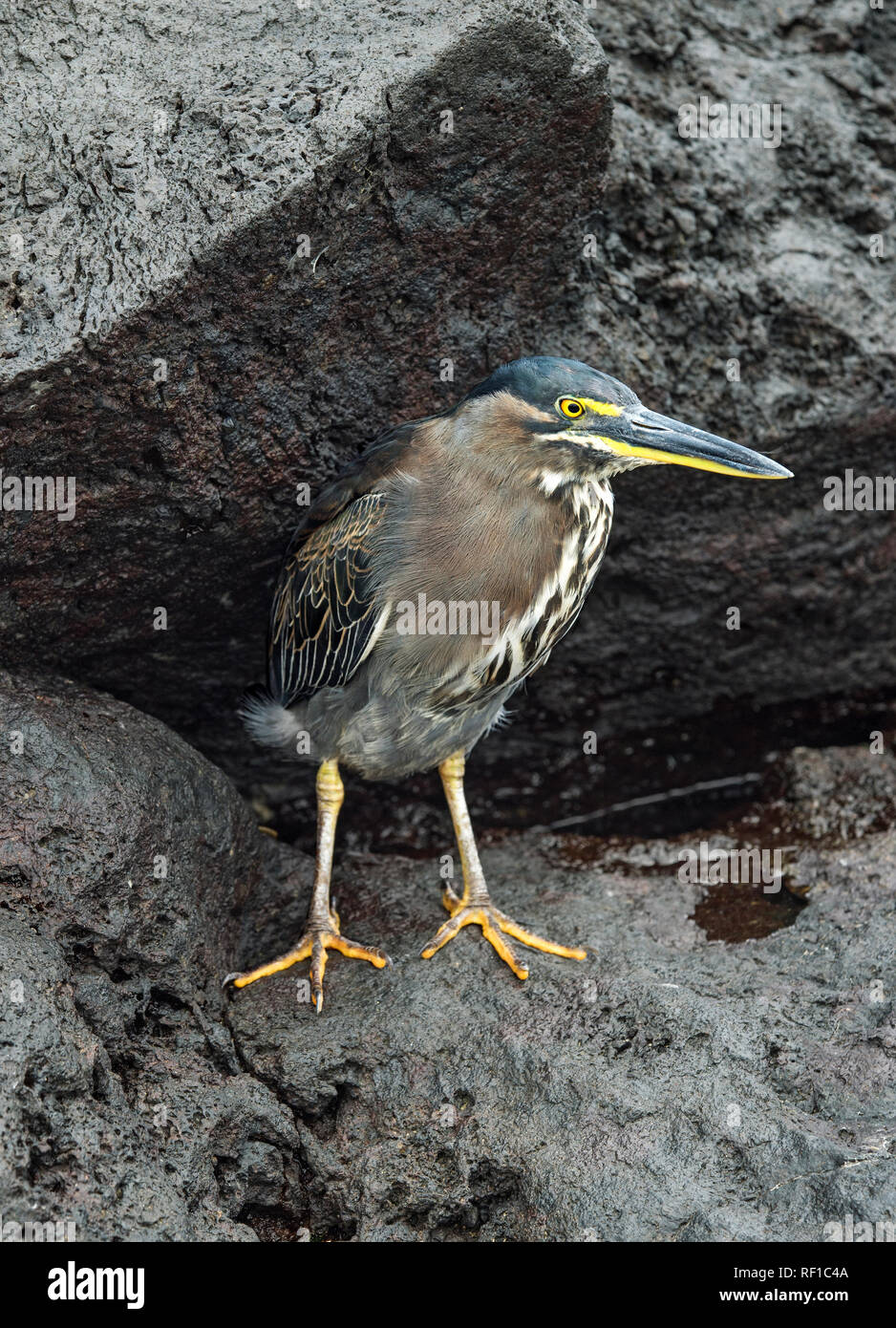 Striated heron (Butorides striatus), Floreana  Island, Galapagos Islands, Ecuador Stock Photo