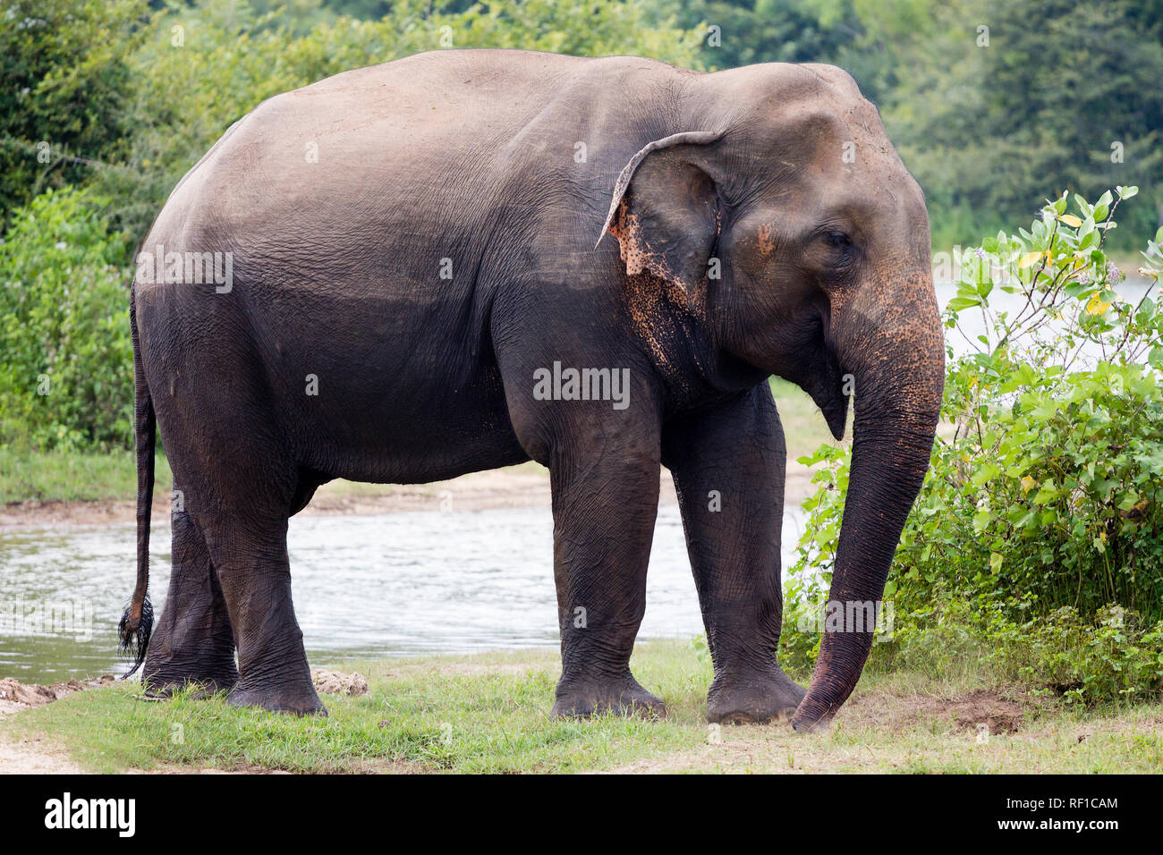 Asian elephant in the Uda Walawe National Park, Sri Lanka Stock Photo