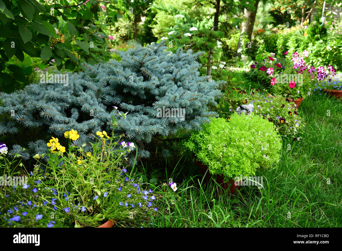 Dwarf spruce in landscape design in the garden Stock Photo
