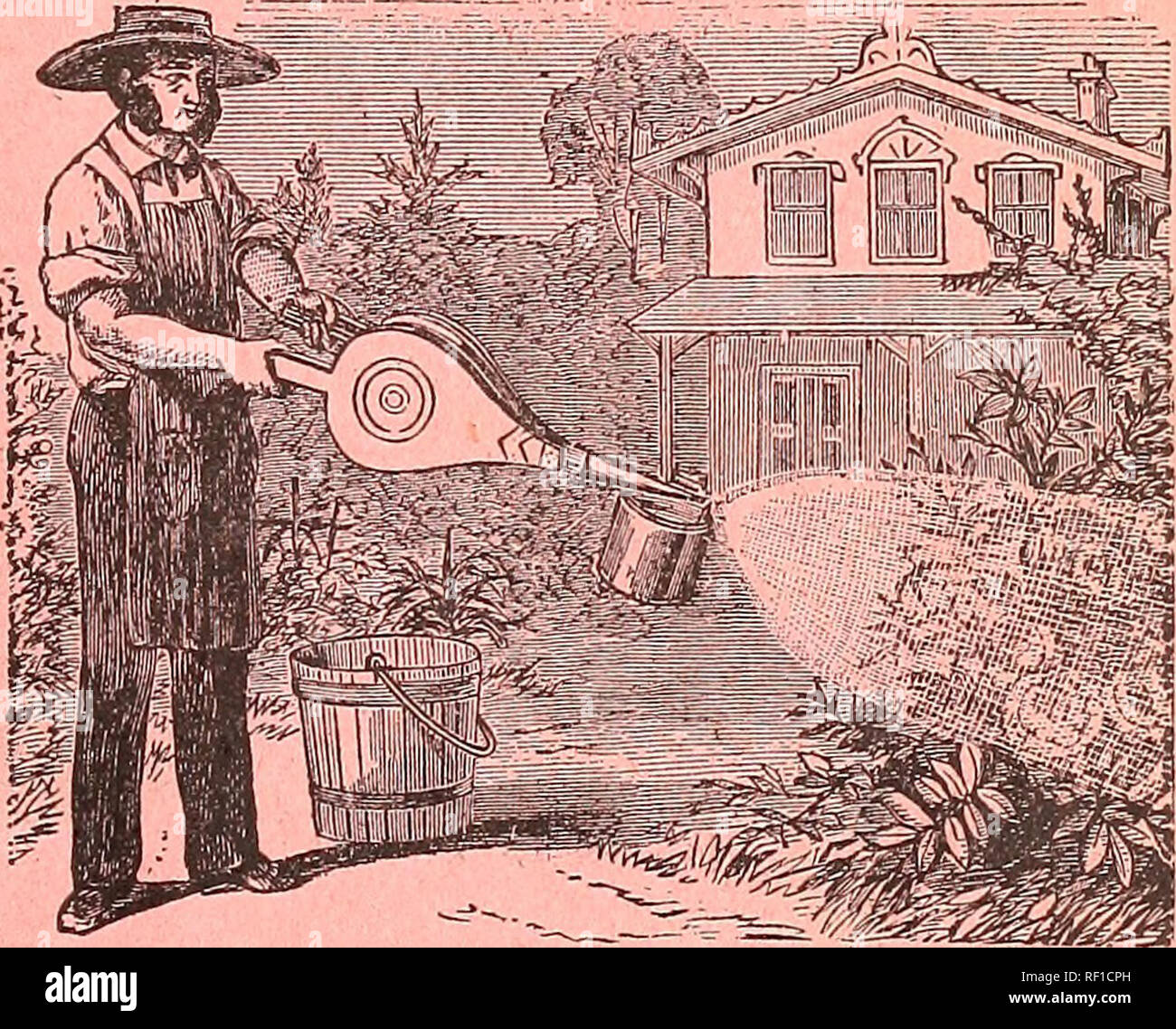 . Catalogue of cauliflower, cabbage & celery & strawberry plants