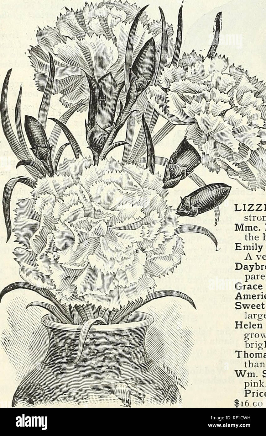 . Catalogue of bulbs, plants and seeds for autumn planting. : 1895. Seed industry and trade Catalogs; Vegetables Seeds Catalogs; Flowers Seeds Catalogs; Grasses Seeds Catalogs. AZALEA • INDICA. {Fall Importaiio7i ready about Oct. I'^th^ We offer a very fine lot of Azaleas, comprising the most distinct and best varieties in cultivation, embracing all shades of crimson, white, pink and rose color. They are shapely specimens well &quot;headed &quot; double and single flowered and will make splendid plants for winter and spring decoration. These Azaleas have been grown especially for us by the lar Stock Photo