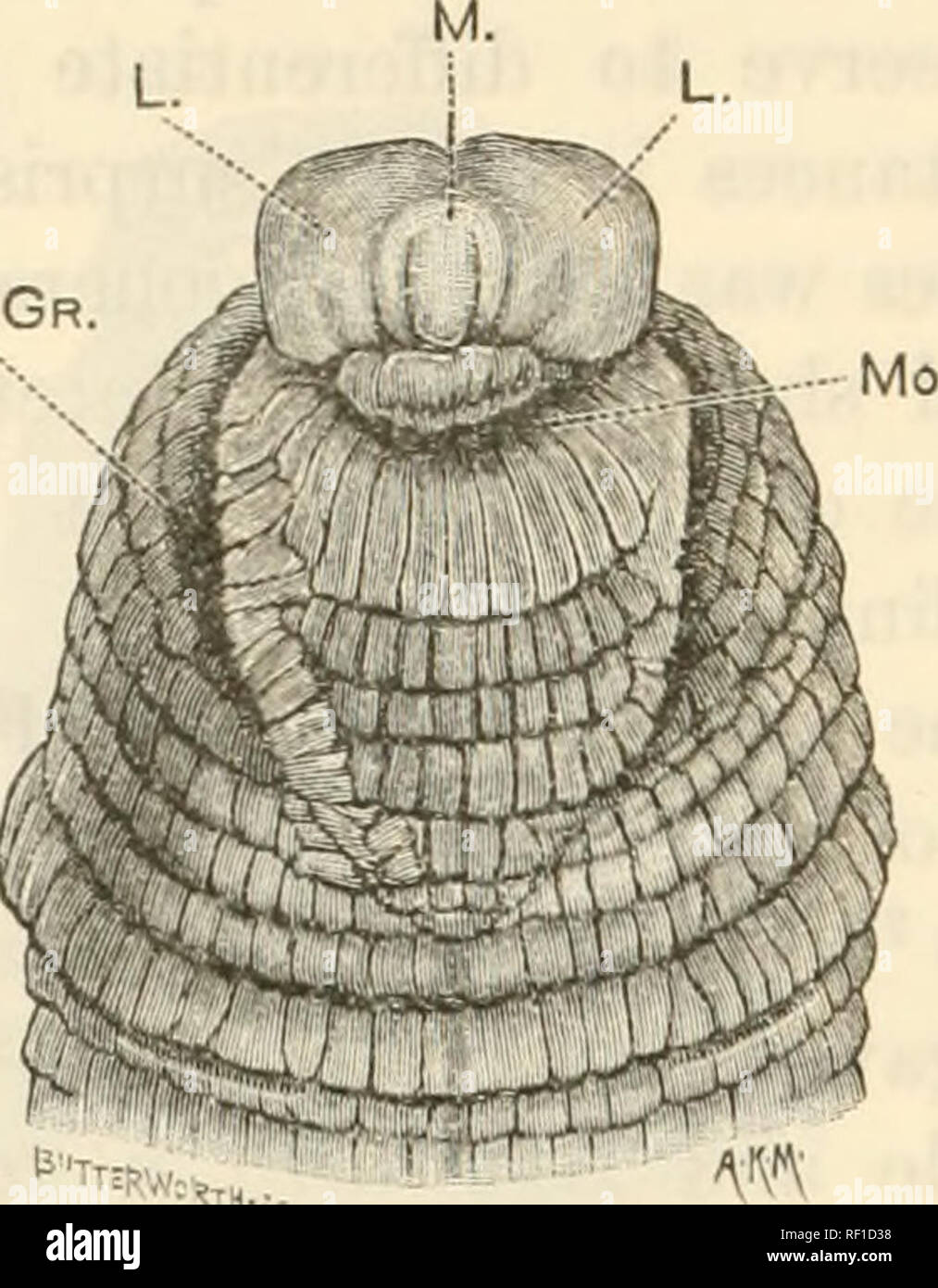 . Catalogue of the Chaetopoda in the British Museum (Natural History). Oligochaeta; Polychaeta. 118 Arenicolidae nuchal organ. There are six pairs of nephridia, opening on the fourth to ninth segments, twelve oesophageal glands, six on each side, and no septal pouches. Careful search failed to reveal the presence of stato- M.G. Please note that these images are extracted from scanned page images that may have been digitally enhanced for readability - coloration and appearance of these illustrations may not perfectly resemble the original work.. Ashworth, James Hartley, 1874-1936; Ashworth, Jam Stock Photo