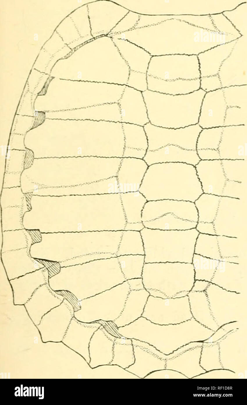 . Catalogue of the chelonians, rhynchocephalians, and crocodiles in the British Museum (Natural History). New ed. By George Albert Boulenger. Chelonia (Genus); Crocodiles; Rhynchocephalia. 2. MACBOCLKMMYS. 25 1. Macroclemmys temminckii. Chelonura temminckii (Troosf), Ilolbr. I. c. p. 147, pi. xxiv. Emysaunis temminckii, A. Dion. Cat. Mefh. Kept. p. IG (ISol). Macroclemys temminckii, Gray, Cat. Sh. Rcpt. i. p. 49, pis. xxxviii. fig. 2, xxxix., vfc xl. fig. 1. Maci'ochelys temminckii, Gray, Proc. Zool. Soc. 1855, p. 200, and Suppl. Cat. Sh. Rept. i. p. 04. Gypochelys lacertina. Ayass/'z, 1. c. p Stock Photo