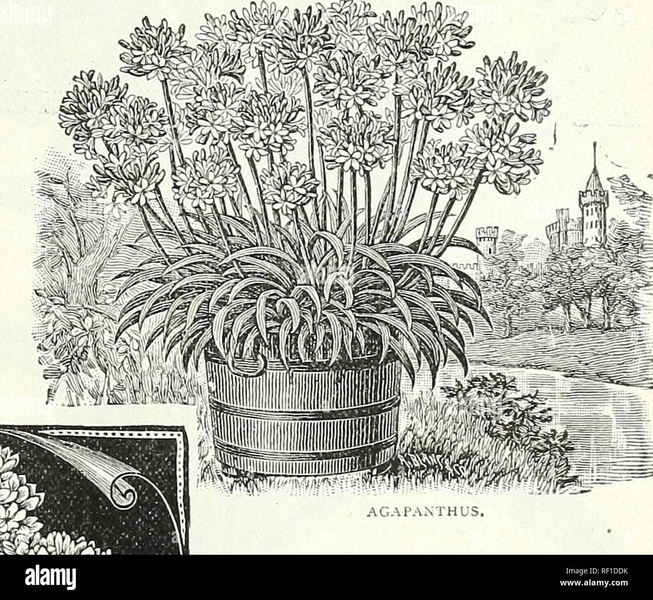 . Catalogue of bulbs, plants and seeds for autumn planting. : 1895. Seed industry and trade Catalogs; Vegetables Seeds Catalogs; Flowers Seeds Catalogs; Grasses Seeds Catalogs. ALSTROMERIA. Peruvian Lilies. Tuberous-rooted plants, robust and abu-dant blooming, with beauLifut, large, lily-like flowers of great beauty, borne ia clusters during the summer ; colors, crimson, rose, yellow, purple, etc., shaded and marked. They are splendid for cutting, being of much substance and lasting in perfection for a long lime. Splendid subjects for either pot culture or for planting out in frames, 2 to 4 fe Stock Photo