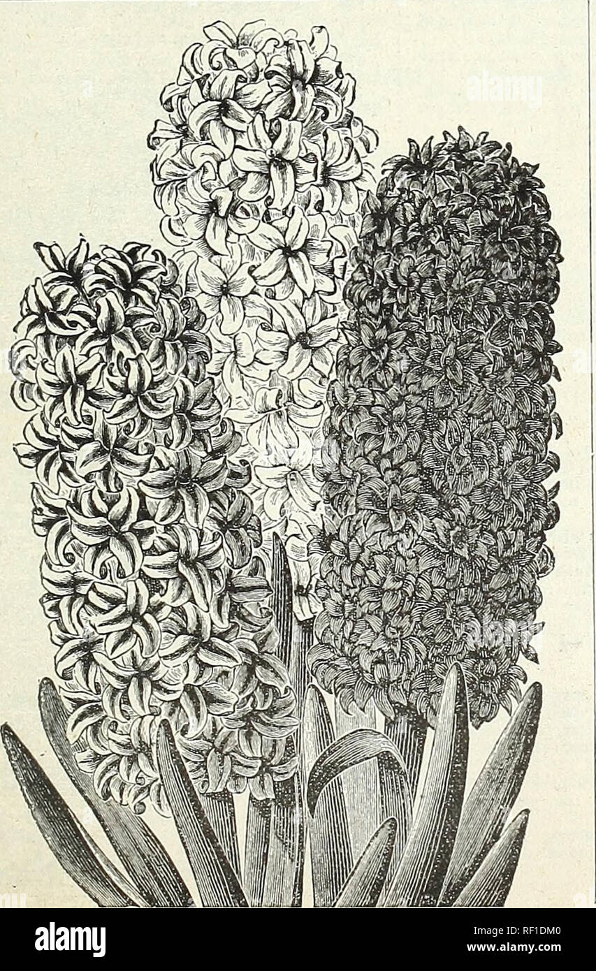 Catalogue Of Bulbs Plants And Seeds For Autumn Planting 1895 Seed Industry And Trade Catalogs Vegetables Seeds Catalogs Flowers Seeds Catalogs Grasses Seeds Catalogs Fixed Hyacinths Are The Smaller Bulbs Race events 89 to 94, and race event 96, will all have the same seed. alamy