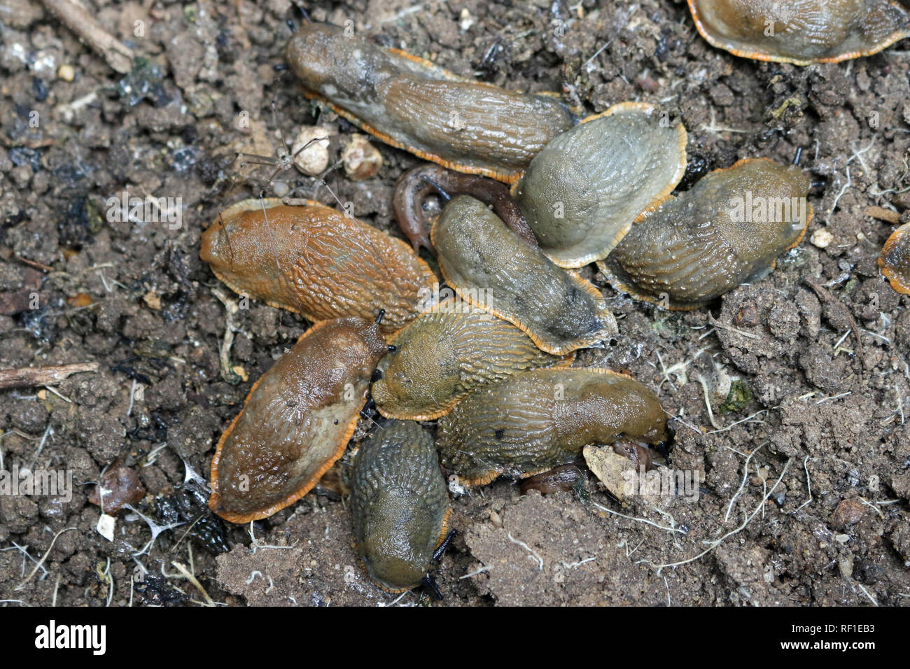A group of mostly large black slugs, Arion ater, exposed after removing a flower pot with a background of soil. Stock Photo
