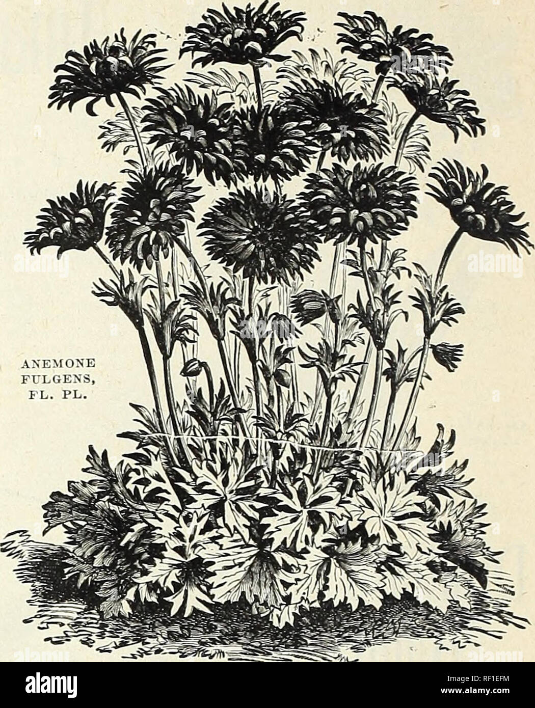 . Catalogue of autumn bulbs : 1898. Seed industry and trade Catalogs; Vegetables Seeds Catalogs; Flowers Seeds Catalogs; Grasses Seeds Catalogs; Bulbs (Plants) Seeds Catalogs. SINGLE POPPY-FLOWERED ANEMONE. BABIANA. A charming genus, with leaves of the darkest ;green, thickly covered with downy hairs, and bearing showy spikes of flowers, characterized &quot;by their rich self-colors, or the striking con- trast of very distinct hues in the same flower. They vary in color from the richest carmine to the brightest blue, many of them being sweet- scented. As they are not hardy north of Washington, Stock Photo