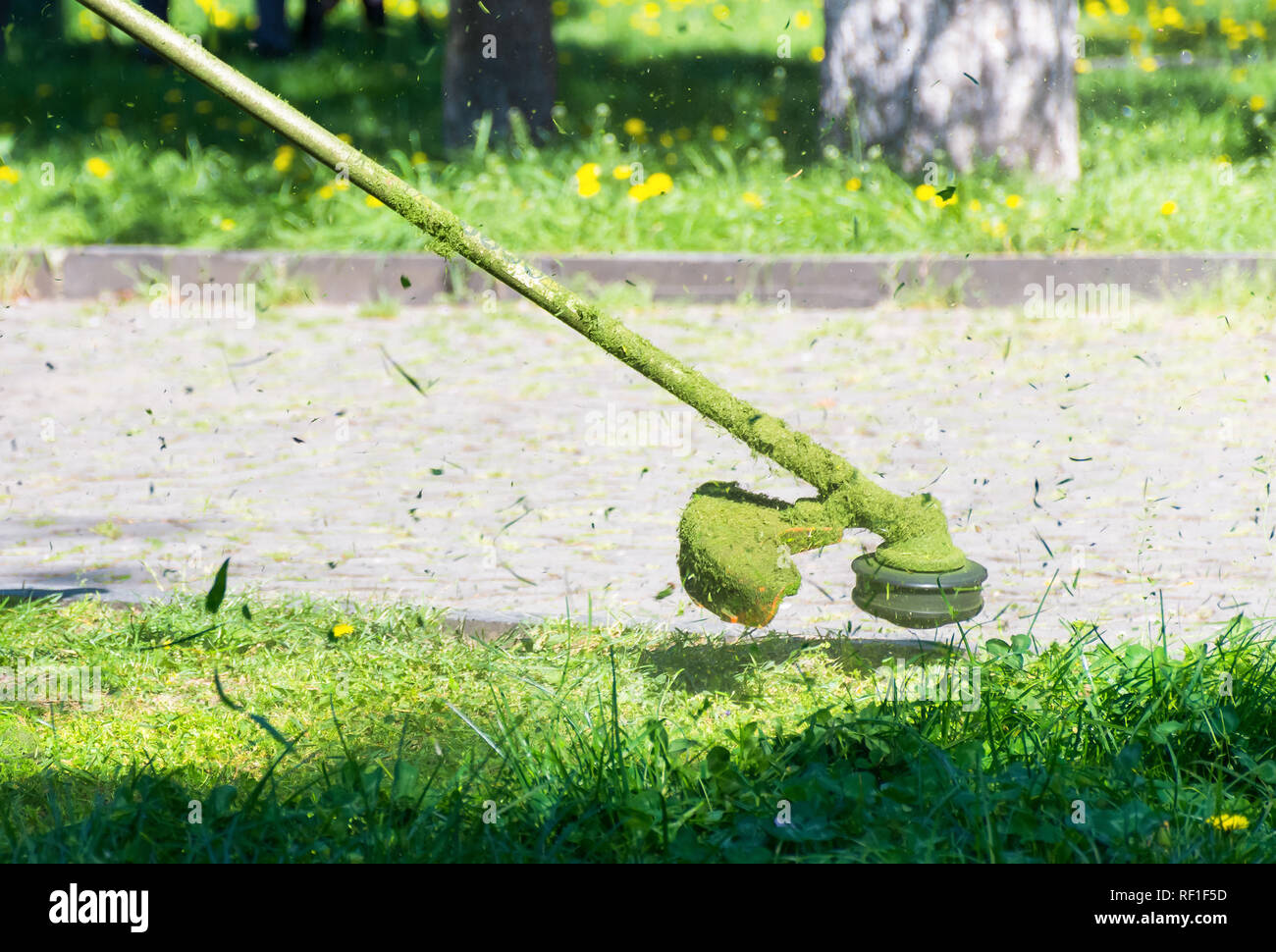 crazy grass cutting in the park with gasoline trimmer. head with nylon line cutting grass and dandelions in to small pieces. flying plant lumps. beaut Stock Photo