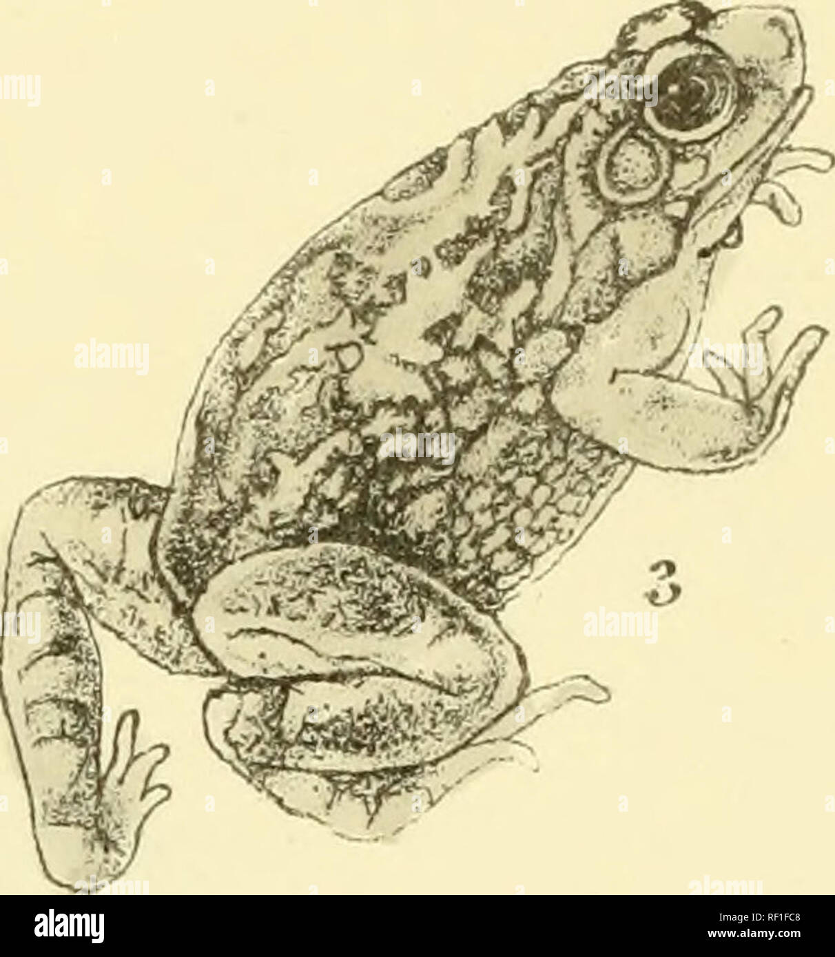 . Catalogue of the Batrachia Salientia and Apoda (frogs, toads, and c¿cilians) of southern India. Amphibians. . Please note that these images are extracted from scanned page images that may have been digitally enhanced for readability - coloration and appearance of these illustrations may not perfectly resemble the original work.. Thurston, Edgar, 1855-1935. Madras : Superintendent, Government Press Stock Photo