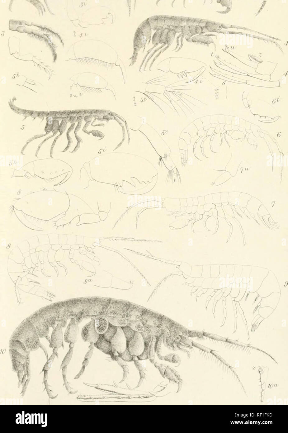. Catalogue of the specimens of amphipodous Crustacea in the collection of the British Museum by C. Spence Bate. Amphipoda. ruj-'ULdiiti^'iii. •iv. 2 '. iiljtkMJB &quot;VrWastimf l.Podocerufi falcatus. 2.P.pelagicus 3.P.capillatus.4jP. C3iindricus B.P.Ocius. b.P.Qnantalifl.V.DercofliDe einistins.S.D.SipeculaBS. 9.D.]ii]-sutix:Qrais.lOI).pniictatus.. Please note that these images are extracted from scanned page images that may have been digitally enhanced for readability - coloration and appearance of these illustrations may not perfectly resemble the original work.. British Museum (Natural Hi Stock Photo