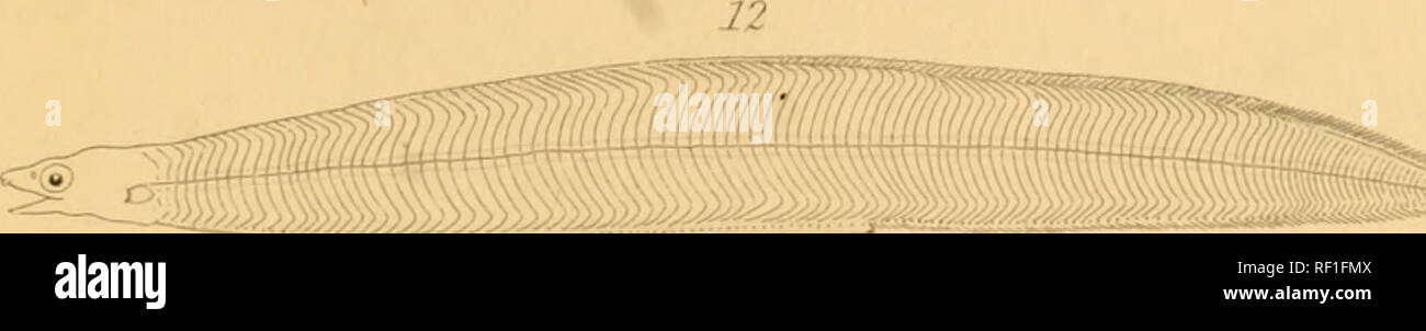 From Aor High Resolution Stock Photography And Images Alamy