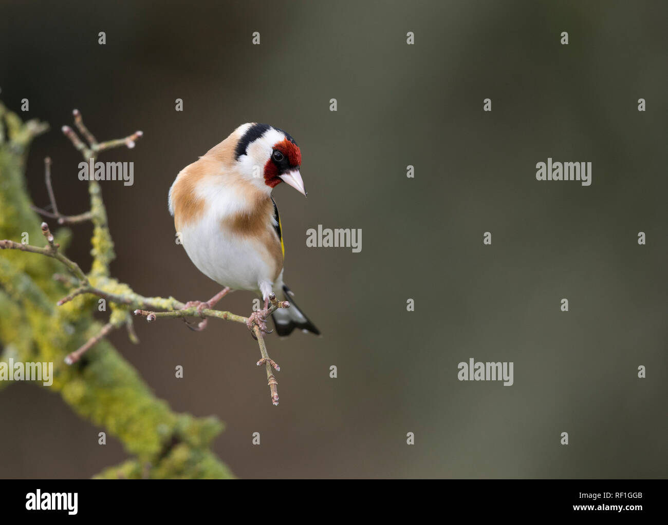 Goldfinch,Carduelis carduelis,on a branch in winter Stock Photo