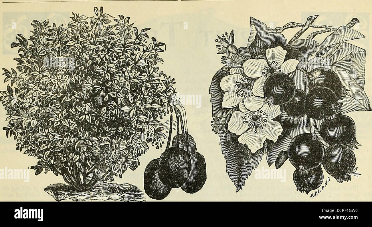 . Catalogue 1895 : everything for the fruit grower. Nurseries (Horticulture) Ohio Bridgeport Catalogs; Fruit trees Seedlings Catalogs; Fruit Catalogs; Plants, Ornamental Catalogs. 2/. RLKAGNUS LONGIPES. ELEAQNUS LONGIPES. This new and valuable acquisition, a native of Japan, is one of our most promising new fruits, and we highly recommend it for more general planting. It is worthy a place in both fruit and ornamental collections, as its beautiful shape as a shrub, with its dark green foliage, makes it a very conspicuous sight, especially when loaded with its fruit; it is also very attractive w Stock Photo