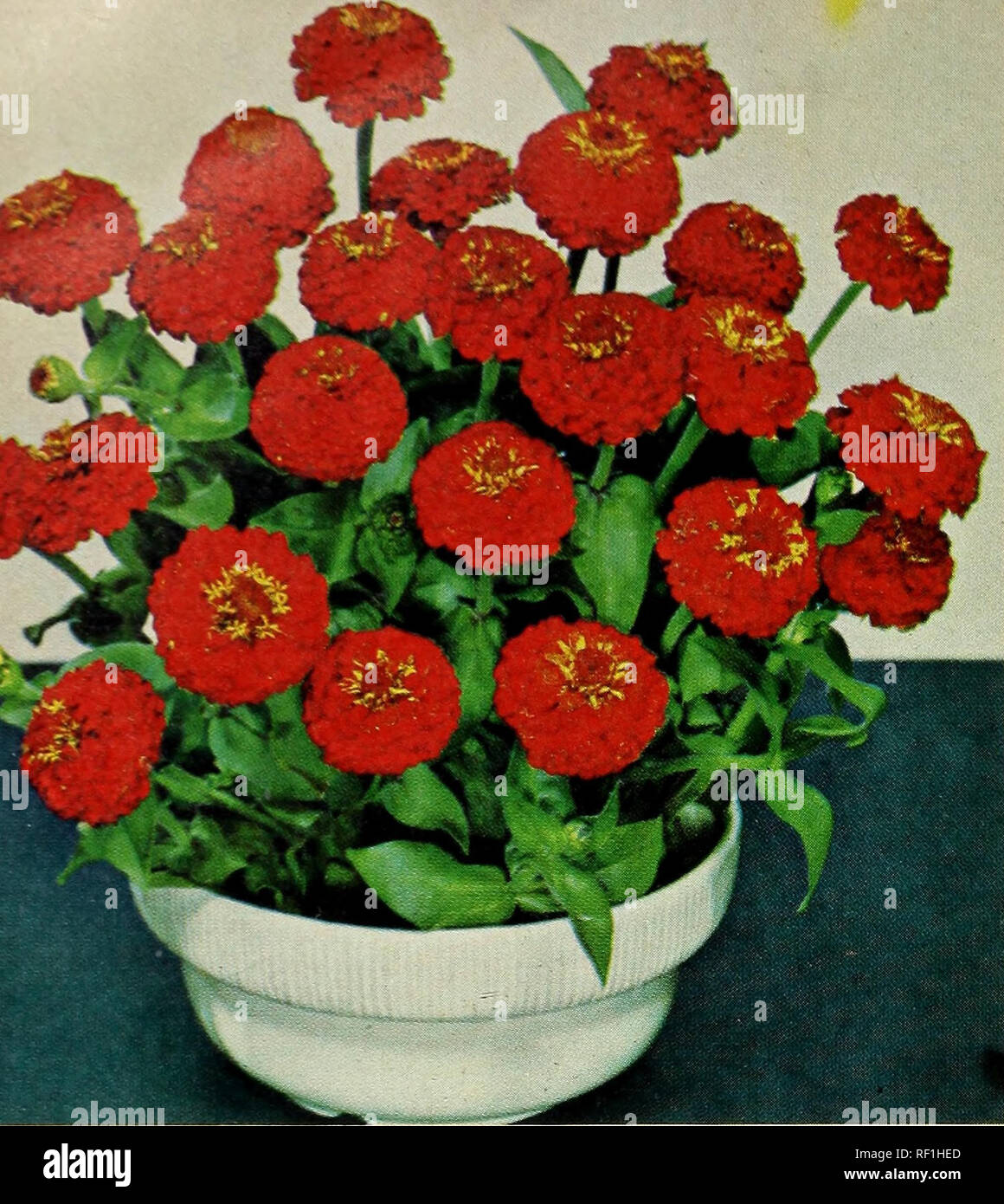 . [Catalog] spring 1968. Nurseries (Horticulture), North Carolina