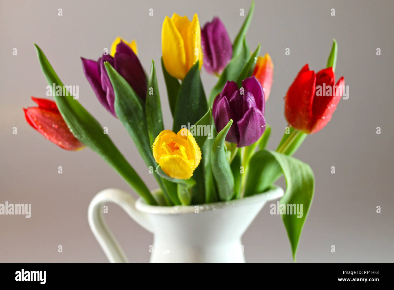 Bouquet of fresh multicolor tulips with drops of dew in white  jug. Stock Photo