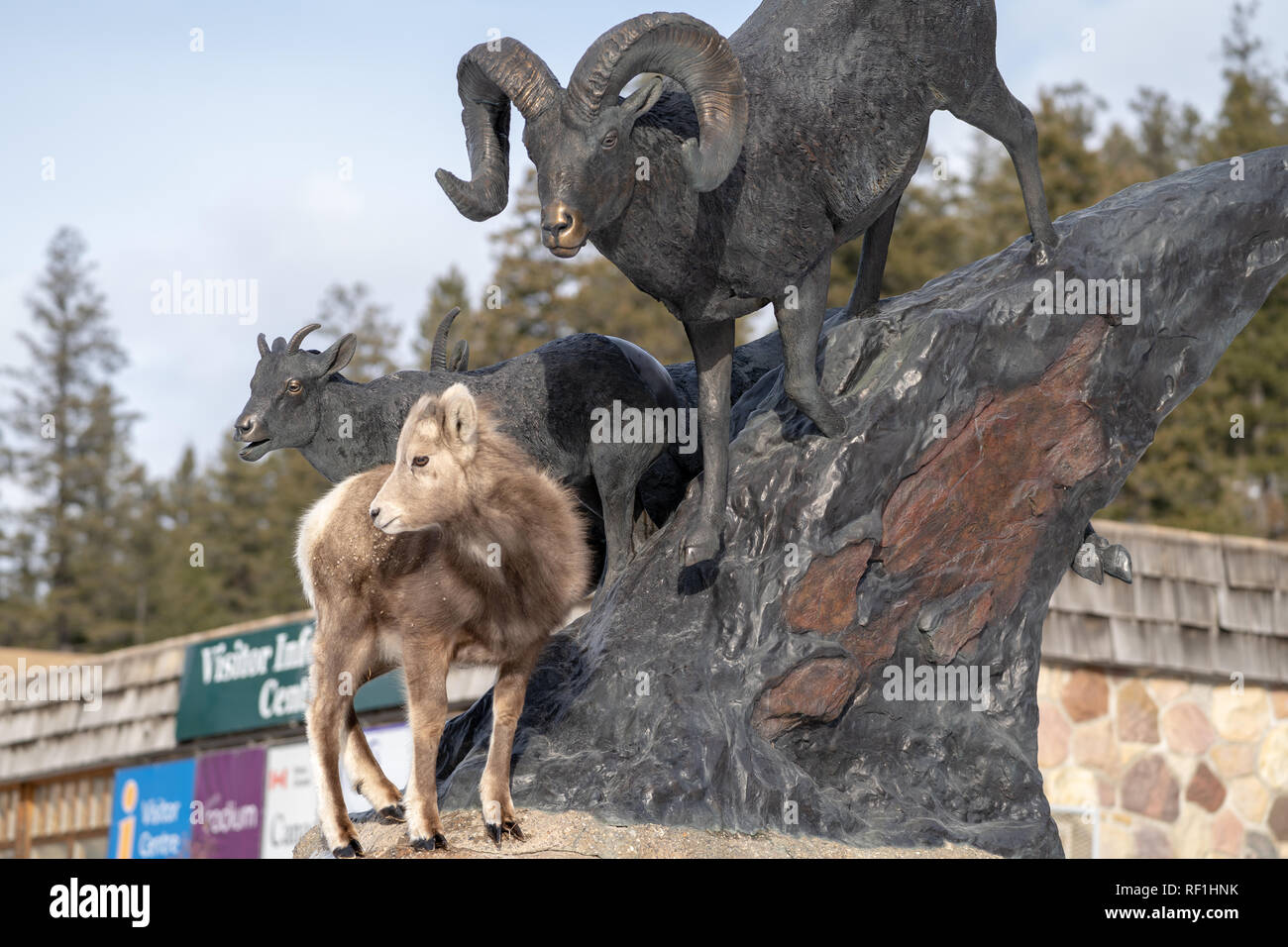 Radium Hot Springs, British Columbia, Canada - Janurary 20, 2019: Bighorn sheep baby ewe stands on top of a statue of Bighorn sheep, confused, thinkin Stock Photo
