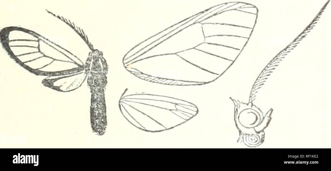 . Catalogue of the Lepidoptera Phalænæ in the British Museum. British Museum (Natural History). Dept. of Zoology; Moths; Lepidoptera. Fig. Xlt^.—Biptilon halterata (^. . in Coll. Staudiiiger; Castro Parana coxtc white; tibia) aud tarsi brown and yellow ; abdomen with segments 2, 3, 4 yellowish white ; wings hyaline, the veins, and margins narrowly, black. Fore wdng with discoidal point above origin of vein 5. Hind wing wnth the inner area black, wdth tufts of white hair. Hah. Brazil : Casa Branca, 1 S ; l^io Janeiro, type t dieides- . E.rp. 2G millim. Sect. II. Hind wings normal. A. Fore wing Stock Photo