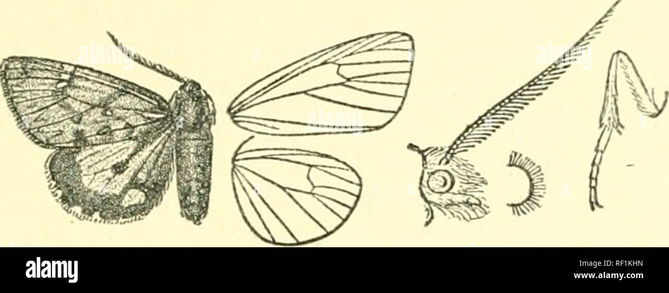 . Catalogue of Lepidoptera Phalaenae in the British Museum. Moths. LEPTAKCTIA. 221 Leptardia stretchii, Butl. A. M. N. H. (5) viii. p. 312 (1881) ; French, Can. Ent. xxi. p. 222, f. 12; id. Ann. Soc. Ent. Fr. (6) ix. p. 495, pi. 9. f. 1; Kirby, Cat. Ilet. p. 275. Leptarctla fiilvofasciata, Butl. A. M. N. H. (5) viii. p. 313 (1884); French, Can. Ent. xxi. p. 223, f. 17 : id. Ann. Soc. Ent. Fr. (6) ix. p. 497, pi. 9. f. 6 ; Kirby, Cat. Ilet. p. 27f&gt;. Lcptarctia boisduva/ii, Butl. A. M. N. H. (5) viii. p. 313 (1881); French, Can. Ent. xxi. p. 222, f. 13 ; id. Ann. Soc. Ent. Fr. (G) ix. p. 495, Stock Photo