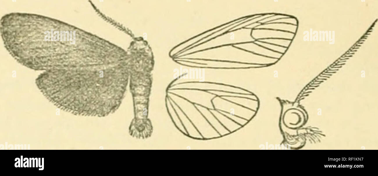 . Catalogue of Lepidoptera Phalaenae in the British Museum. Moths. 256 AECTIAD.E. Sect. II. Iliiul winf» with Tcins 4, 5 and 0, 7 from cell ; male with the abiloiiieii not clotla-d witlj very loug hair. A. Fore coxiu eriiiison terminal^, B. Fore coxjc black astecu. 537. Protosia terminalis. Apisfosia terminalis, k. ii. 478 (18.54); Drnce, Biol. Centr.-Am., Ilet. i. p. 121, and ii. p. 394 ; Kirby, Cat. Het. p. 178. Cfeniicha jiyrrhuura, Iliilst, Bull. Brook. Ent. Soc. iii. p. 77, pi. 4, f. 4 (1881); kirbv, Cat. Het. p. 178. Ctenucha vufiva, H. Edw. Pap. iv. p. 13 (1884). Scirarctia bolteri,  Stock Photo