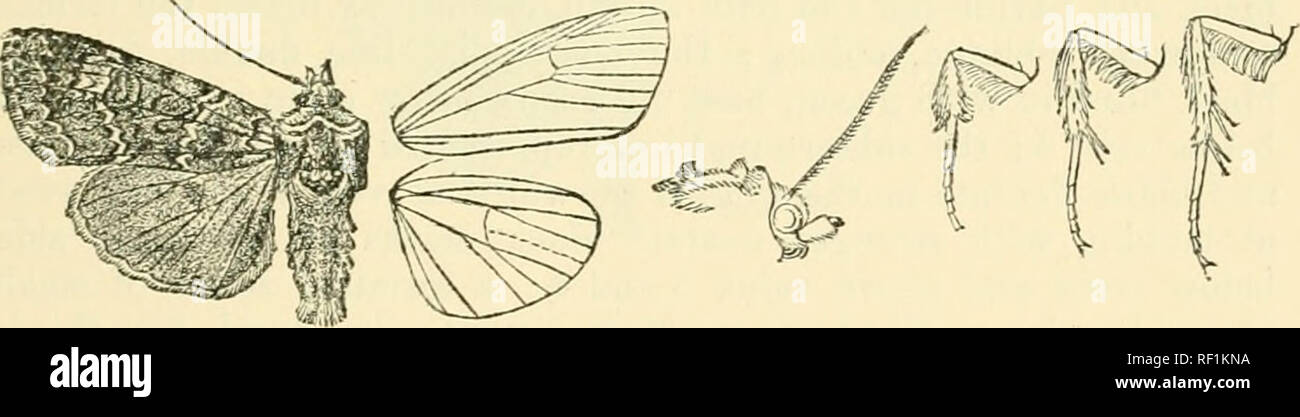 . Catalogue of Lepidoptera Phalaenae in the British Museum. Moths. EUROIS. 617 paler thickly irroratecl with brown, a dark cliseoidal spot and sinuous postmedial line. Hah. Canada, Vancouver I., 1 5 type : U.S.A., Washington Terr., 1 $ , Colorado, California. Exi^. 40 millim. 1069. Enrols prasina. yocfua 2^rasi)ia, Schiff. Wien. Verz. p. 82 (177ti); Fabr. Maut. Ins, ii. p. 160 (1787); Stand. Cat. Lep. pal. p. 153; Smith, Cat. Noct. N. Am. p. 57. Xoctiia lierhida, Hiibn. Eiir. Sclimett., Noct. ff. 70. 505: Herr.-Schaif. Schmett. Eiir. ii. p. 2(;3; Curt. Brit. Ent. pi. 248 ; Stepb. 111. Brit. En Stock Photo