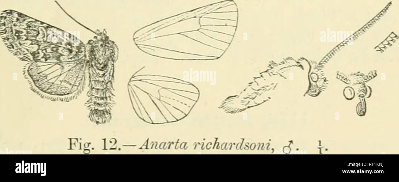 . Catalogue of Lepidoptera Phalaenae in the British Museum. Supplement. Moths. Ab. 1. mceschleri. Fore wing more distinctly marked with grey.— Labrador. I/ah. Canada, Labrador, 2 J, 1 $ , Zeller &amp; Frey Colls.; Xor- AVAT, mountains, Lapland 3 c?, 2 $ , Zeller &amp; Leech Colls, E.12^. 2S-30 millim. 1174. Anarta richardsoni. Hadena richardsoni, Curt. Ross' Narr. 2nd Voy., App. p. 72, pi. A. f. 11 (1834); Auriv. Bih. K S. Vet.-Ak. Haiidl.'l89U, p. 18, pi. 1. f. 12 &amp; pi. 3. f. 4 ; Stand. Cat. Lep. pal. p. 218; Smith, Cat. Noct. N. Am. p. 293. Anarta algida, Lef. Ann. Soc. Ent. Fr. v. p. 39 Stock Photo
