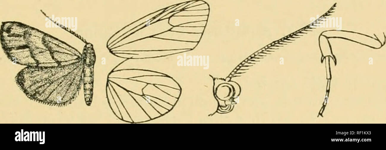 . Catalogue of the Lepidoptera Phalænæ in the British museum. Moths. ANAIUOMA. 5&lt;j3 Mack terminal band, its inner edge somewhat diffused inwards between veins G and 3. /fab. Congo, Kambove Distr. {Neave), 2 d,l $ type. Exp. 36-38 niillhn.. Fig. 14G.—Anaphosia pectinata, &lt;$ . . 528 d. Anaphosia eurygrapha. Anaphosia eurygrapha, Hmpsn. P. Z. S. 1910, p. 394, pi. xxxvi. f. 32. d1. Head, tegulse, and patagia pale yellow; frons with black hands; antennae brown; neck black; dorsum of thorax dark brown; fore femora at extremities, fore and mid tibiae, hind tibiae at extremities, and the tarsi  Stock Photo