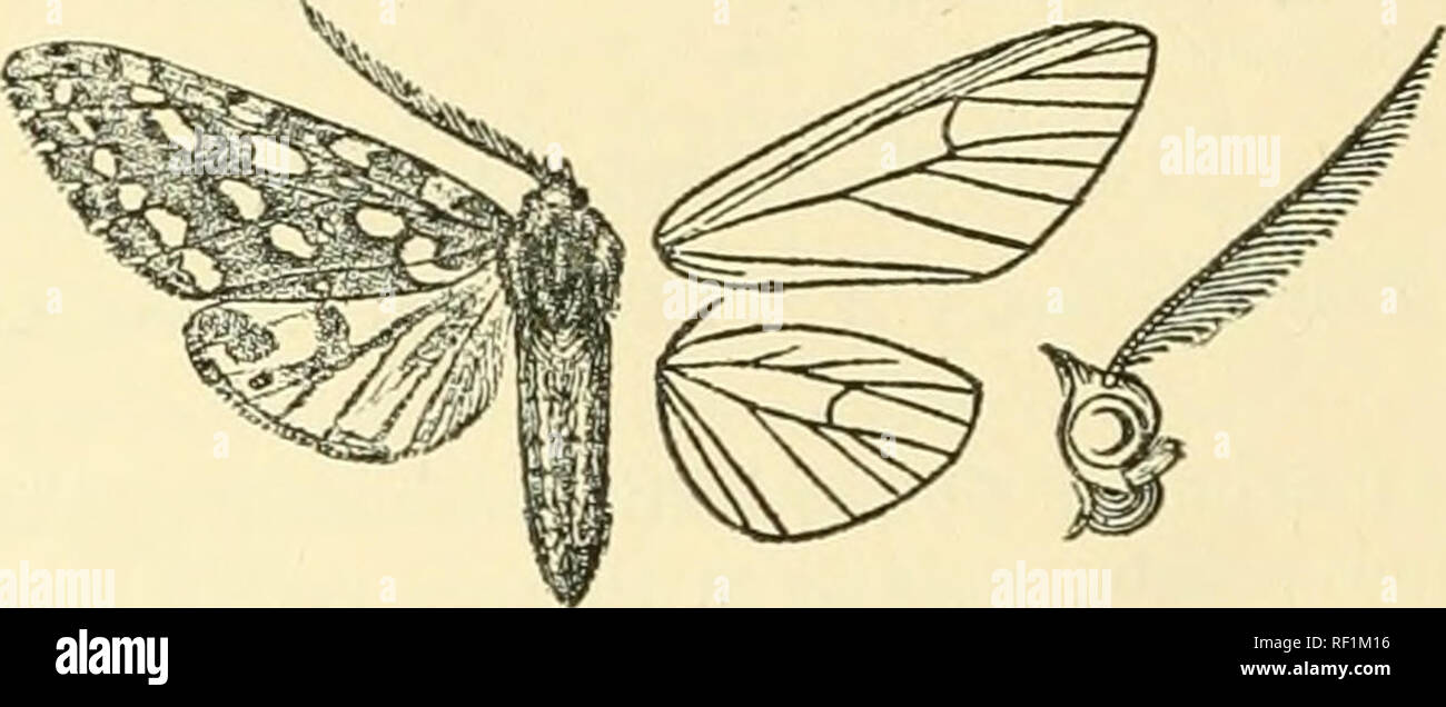 . Catalogue of Lepidoptera Phalaenae in the British Museum. Moths. 148 AKCTIAD^. terminal series of spots, the former with the spots above veins 4 and {i smaller and displaced outwards ; a terminal series of points. Hind wing white, with some ochreous and brown spots on terminal two- thirds of costal area on underside. 5 . Abdomen brown and white ; fore wing with hardly any ochreous irroration. Bab. Colombia, 1 c? , i ? , type t in Coll. Schaus. Exj&gt;., 6 46, 5 52 millim. 1476. Halisidota argentata. Halisidota arqentata, Pack. Proc. Ent. Soc. Philad. iii. p. 129 (1864); Stretch, Zyg. &amp; B Stock Photo