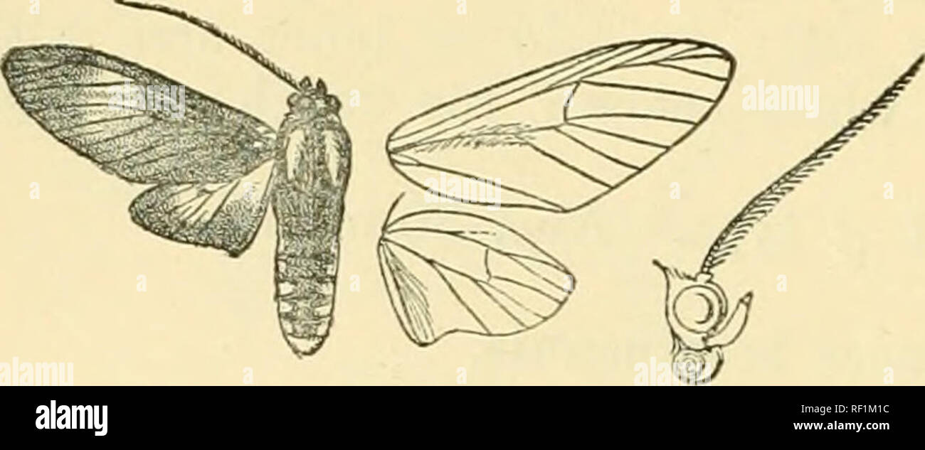 . Catalogue of Lepidoptera Phalaenae in the British Museum. Moths. 382 SYNTOMID^.. Fig. 189.— Temer glaucopis, c?. back of head and tegulae with crimson spots ; patagia with white patches; pectus with white patches; base of femora with white spots; abdomen with lateral series of large whitish spots, a white spot on terminal segment; the ventral surface with white patch extending to 8rd segment and followed by paired spots or bands on terminal segments. Fore wing with white points at base; a diffused postmedial whitish band from costa to vein 2. Hind wing hyaline, the veins and terminal area ve Stock Photo