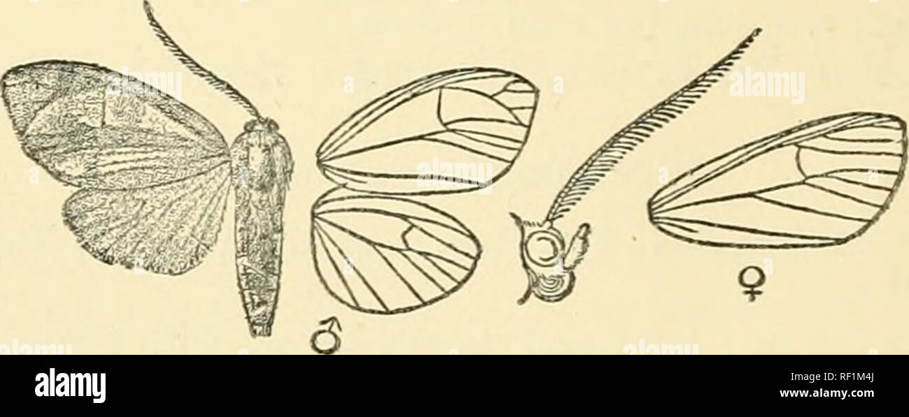 . Catalogue of Lepidoptera Phalaenae in the British Museum. Moths. 102 Hah. StJEiNAM ; lepp), 2 S. Exp AECTIAB^. Ecuador (Buckley); 34 millim. BoiiTiA, R. Sop go (Gar- Genus TRICYPHA. Type. Tricypka, Moschl. Verb, zool.-bot. Ges. Wien, xsvit. p. 654 (1877) furcafa. Mmnolenmra, Butl. Trans. Ent. Soc. 1878, p. 56 fitrcata. Bomanoffia, Heyl. C.K. Soc. Ent. Beige, xxviii. p. xciv (1884) ... imperialis. Proboscis fully developed ; palpi upturned, the 2nd joint reaching vertex of head, the 3rd moderate : antenna of male with moderate branches, of female with short branches ; tibise with the spurs mo Stock Photo