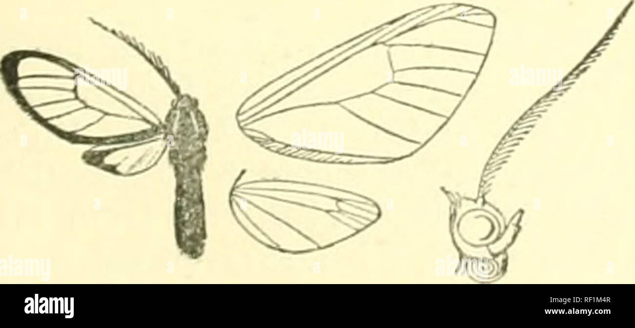 . Catalogue of Lepidoptera Phalaenae in the British Museum. Moths. Fig. V6. — Diptilo7i Judferafa c?. ;. ill Coll. Staiidiiiger; Castro Parana coxtc •white ; tibito and tarsi brown and jellow ; abdomen with segments 2, 3, 4 yellowish white ; wings hyaline, the veins, and margins narrowly, black. Fore wing w^ith discoidal point above origin of vein 5. Hind wang with the inner area blacky with tufts of white hair. Hah. Brazil : Casa Branca, 1 J ; Bio Janeiro, type t dieides . Exp. 26 milliia. Sect. II. Hiiid wings normal. A. Fore wing with iiiJturned hair on underside of inner- margin. a. Abdome Stock Photo